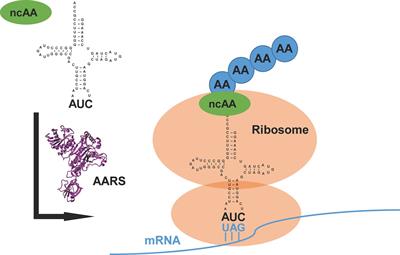 The Application of Cell-Free Protein Synthesis in Genetic Code Expansion for Post-translational Modifications